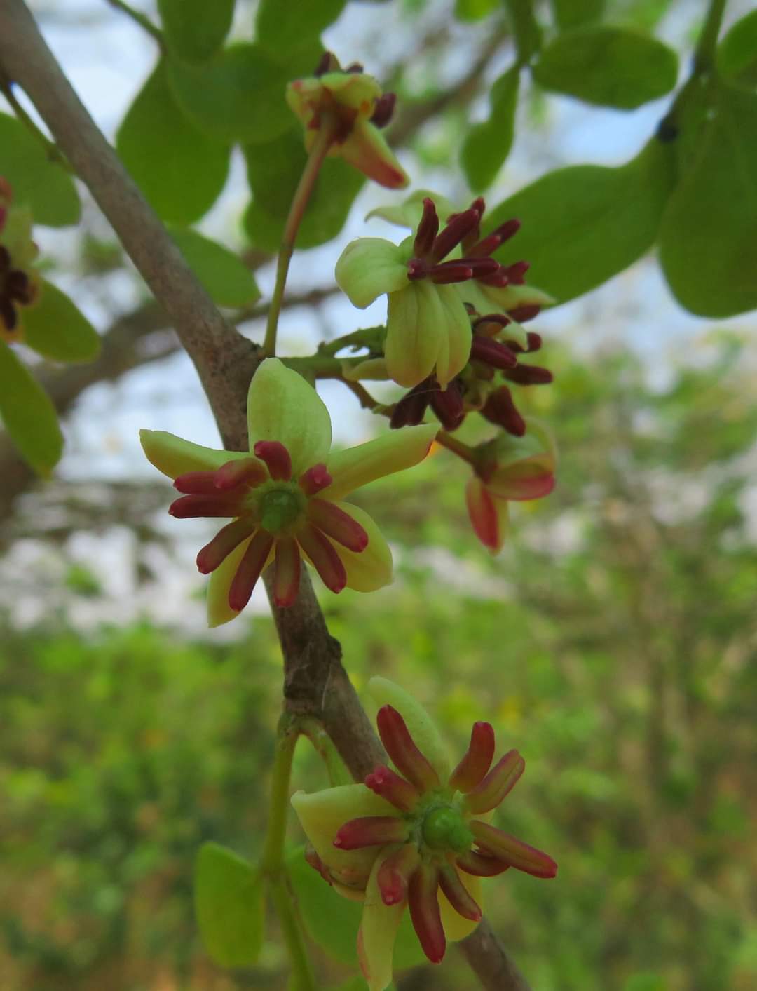 Madhucalongifolia