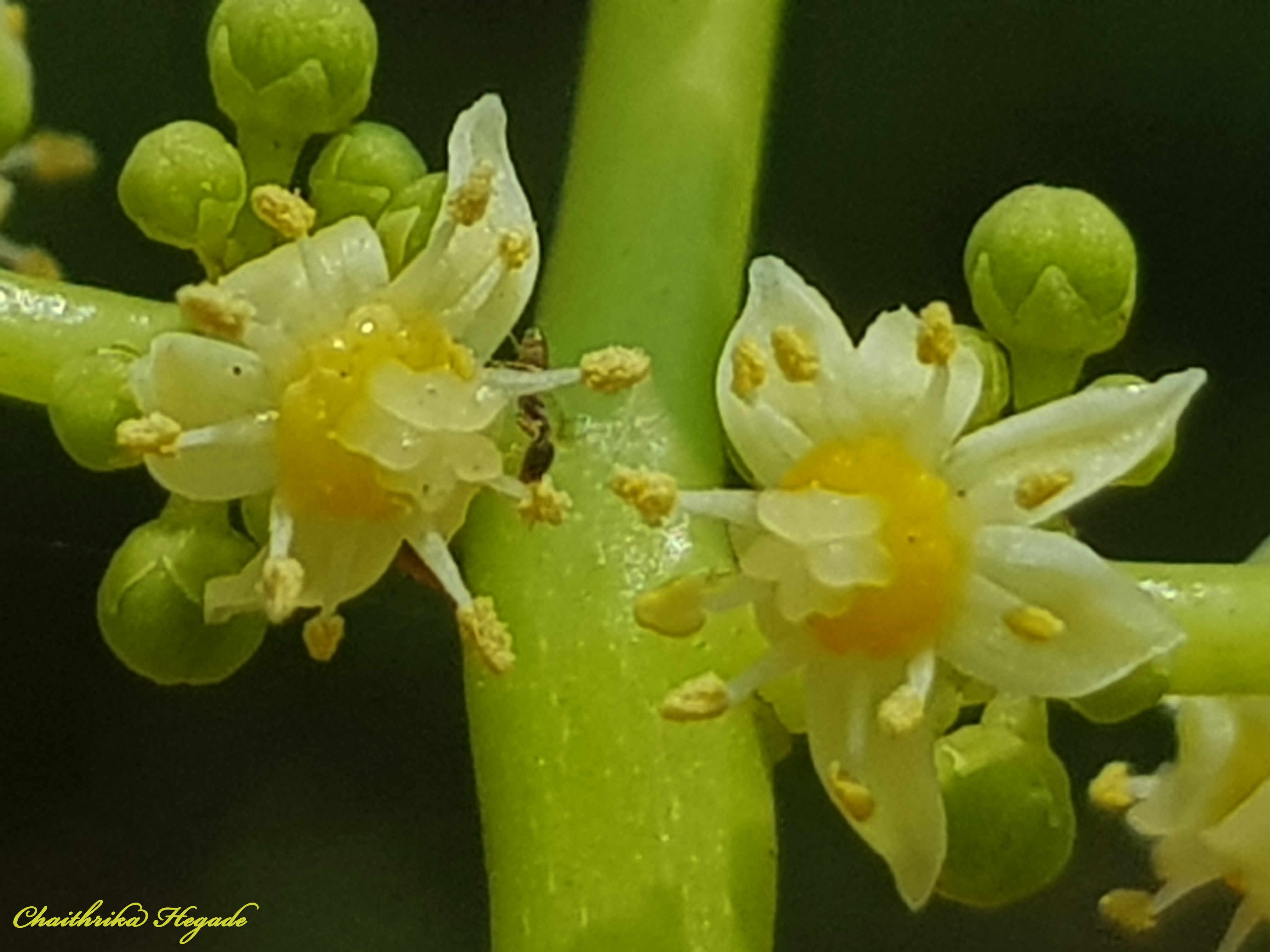Spondias pinnata 