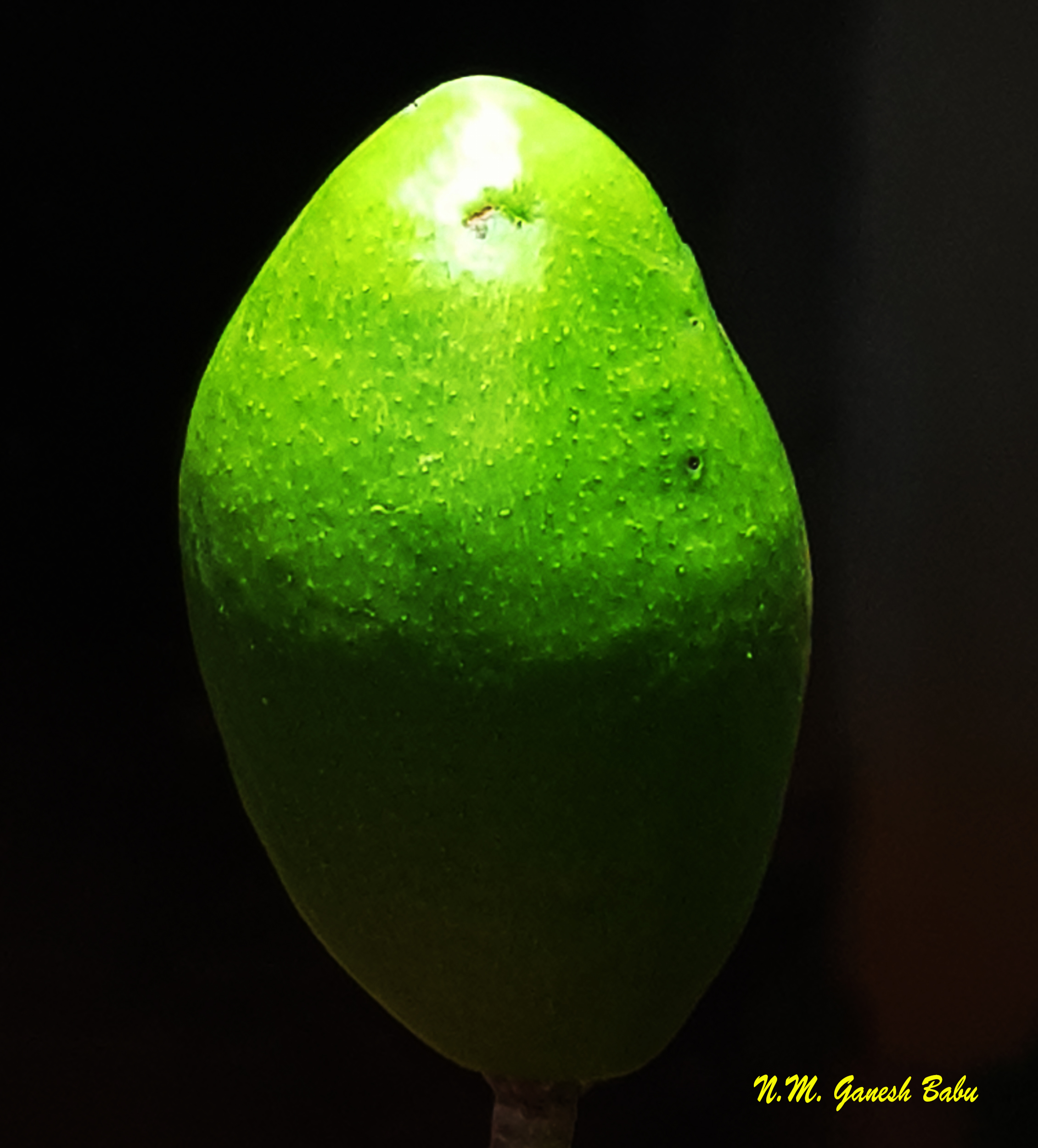 Spondias pinnata 