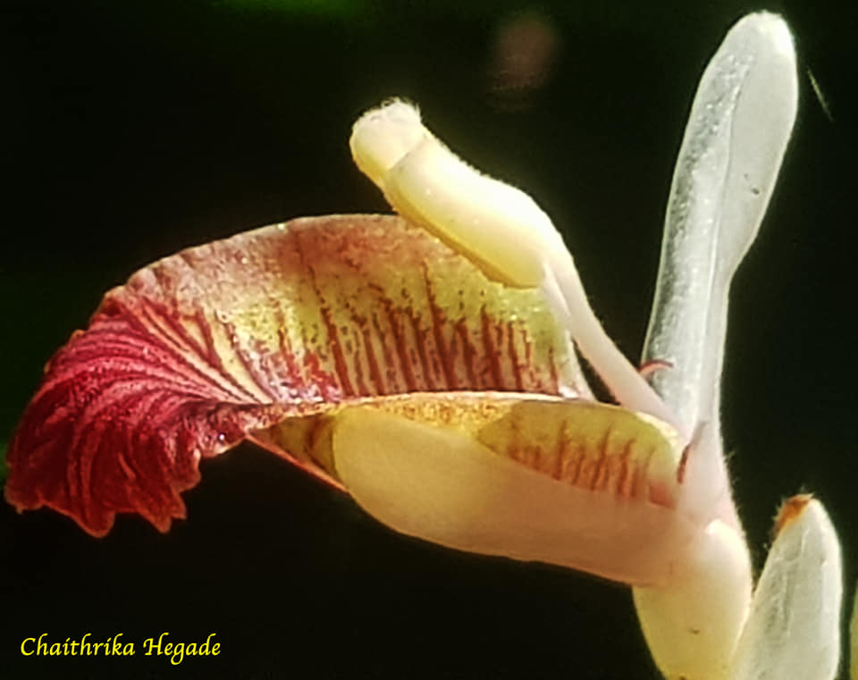 Alpinia calcarata