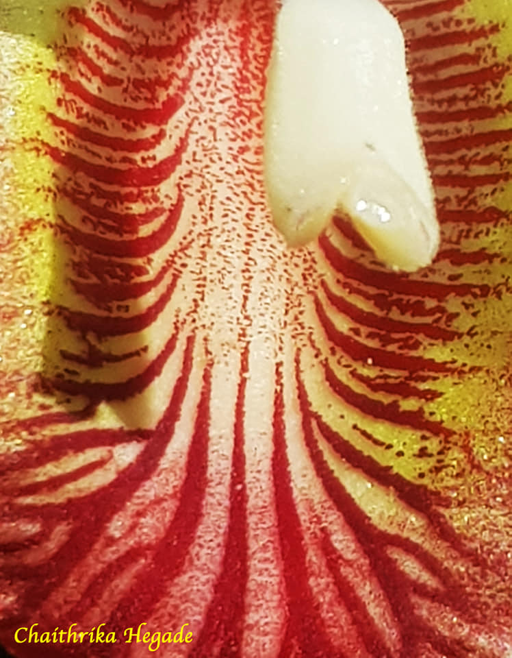 Alpinia calcarata