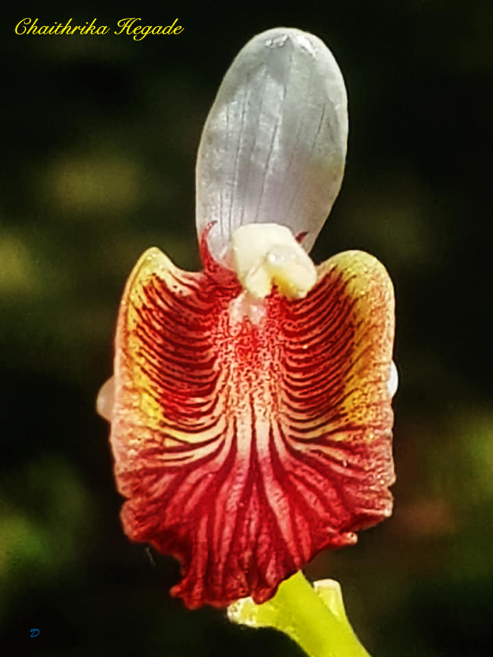 Alpinia calcarata