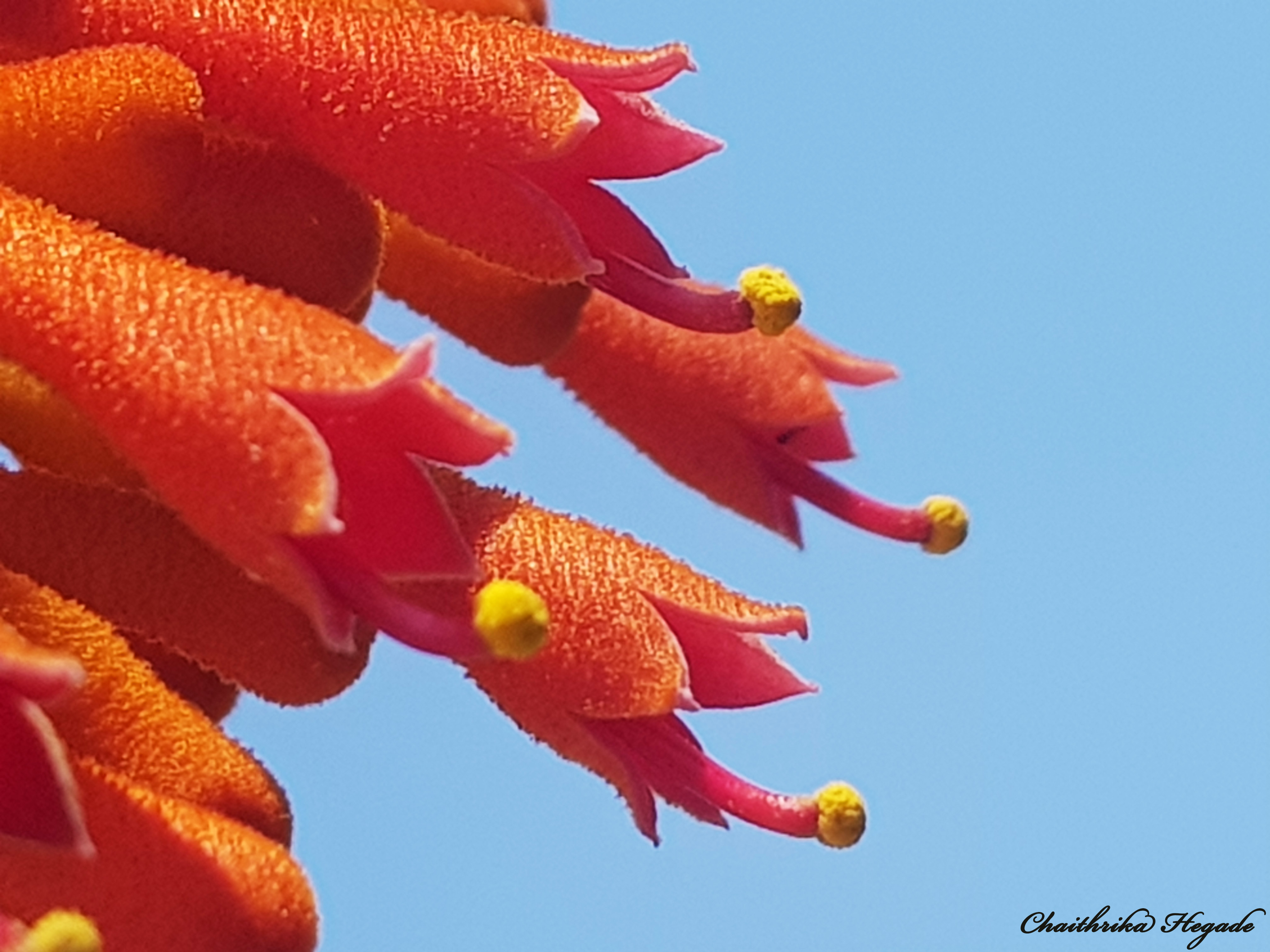 Sterculia colorata