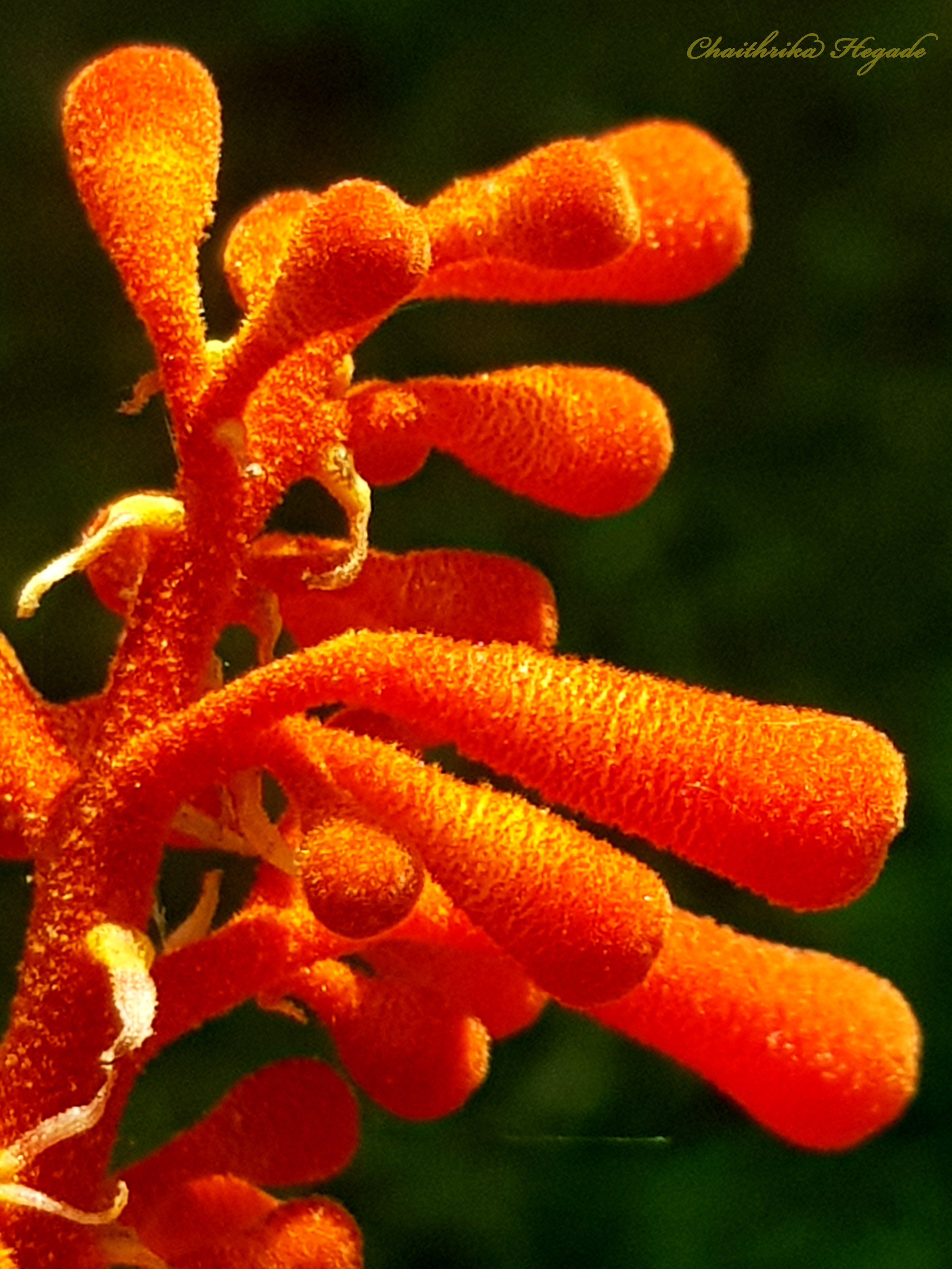 Sterculia colorata