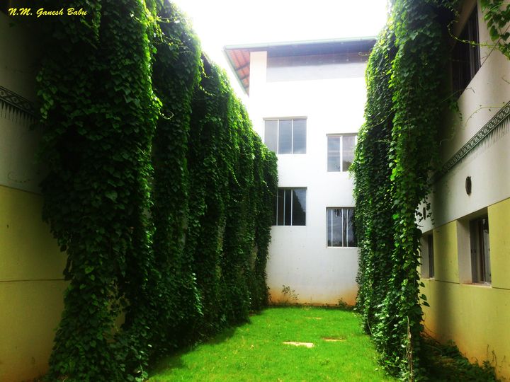 Tinosporacordifolia