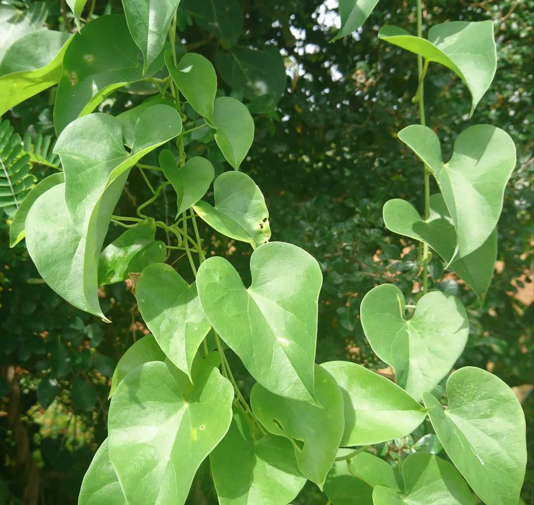 Tinosporacordifolia