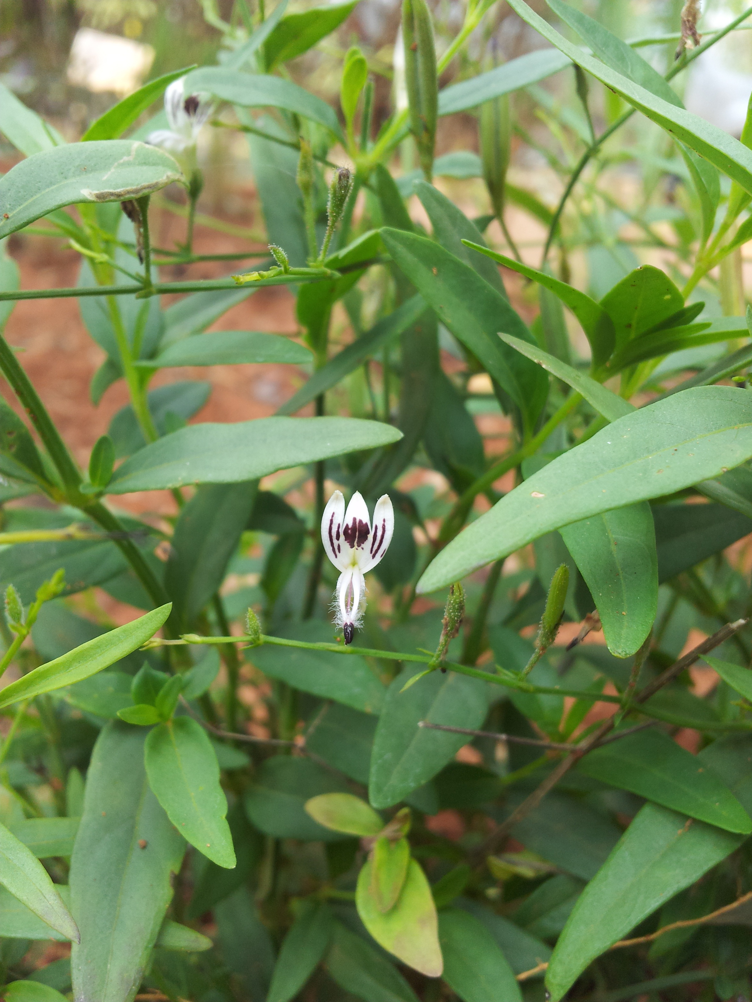 Andrographis paniculata